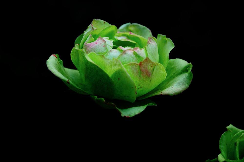 月季