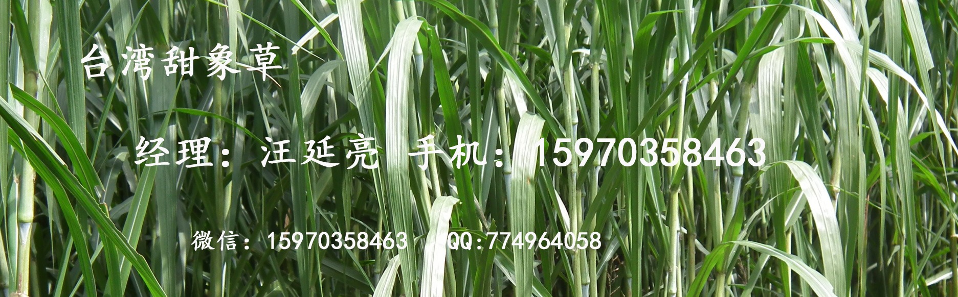 甜象草1