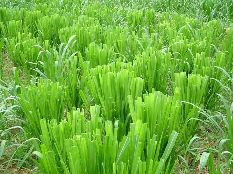 新型皇竹草1