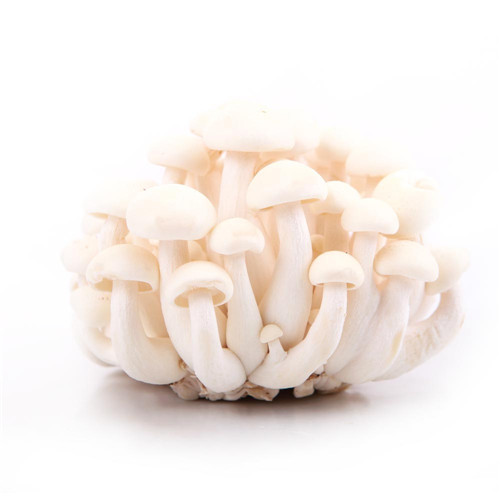 白玉菇