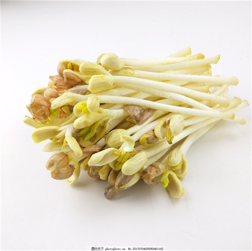 花生芽