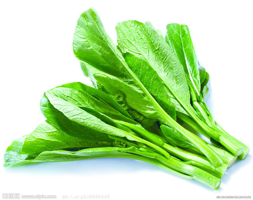 广东菜心