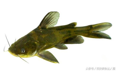 活大黄辣丁