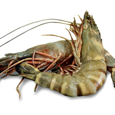 冻大海虎虾