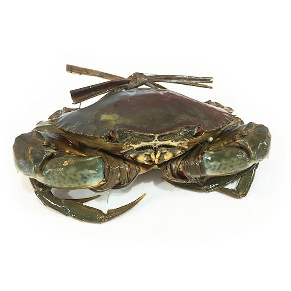 鲜活膏蟹