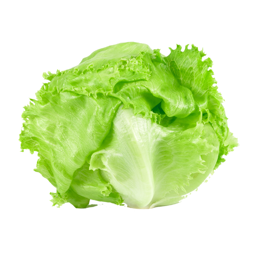球生菜