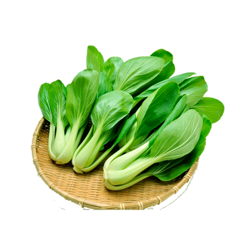 油菜