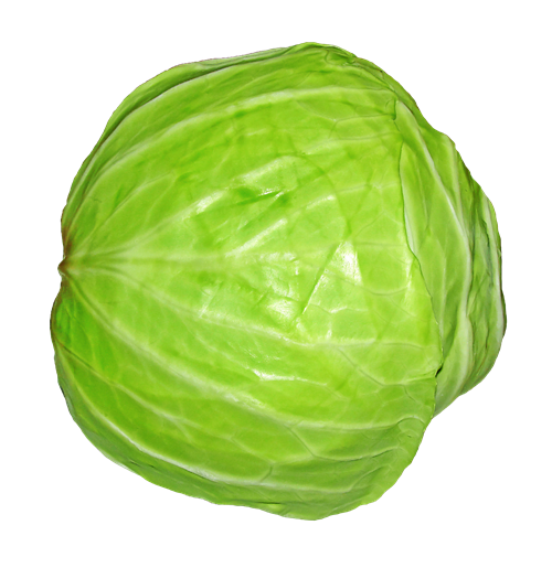 圆白菜
