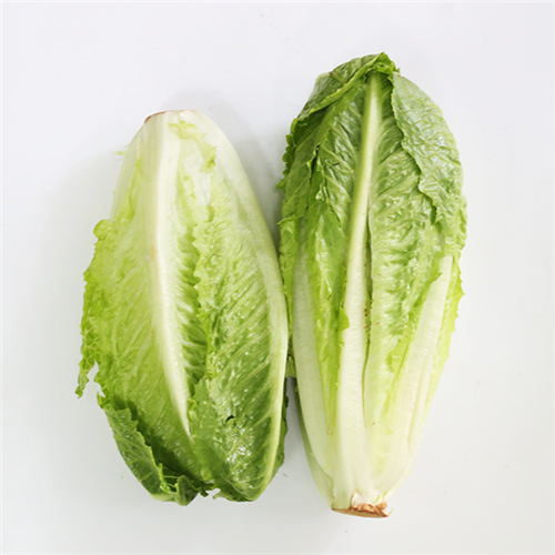 罗马生菜