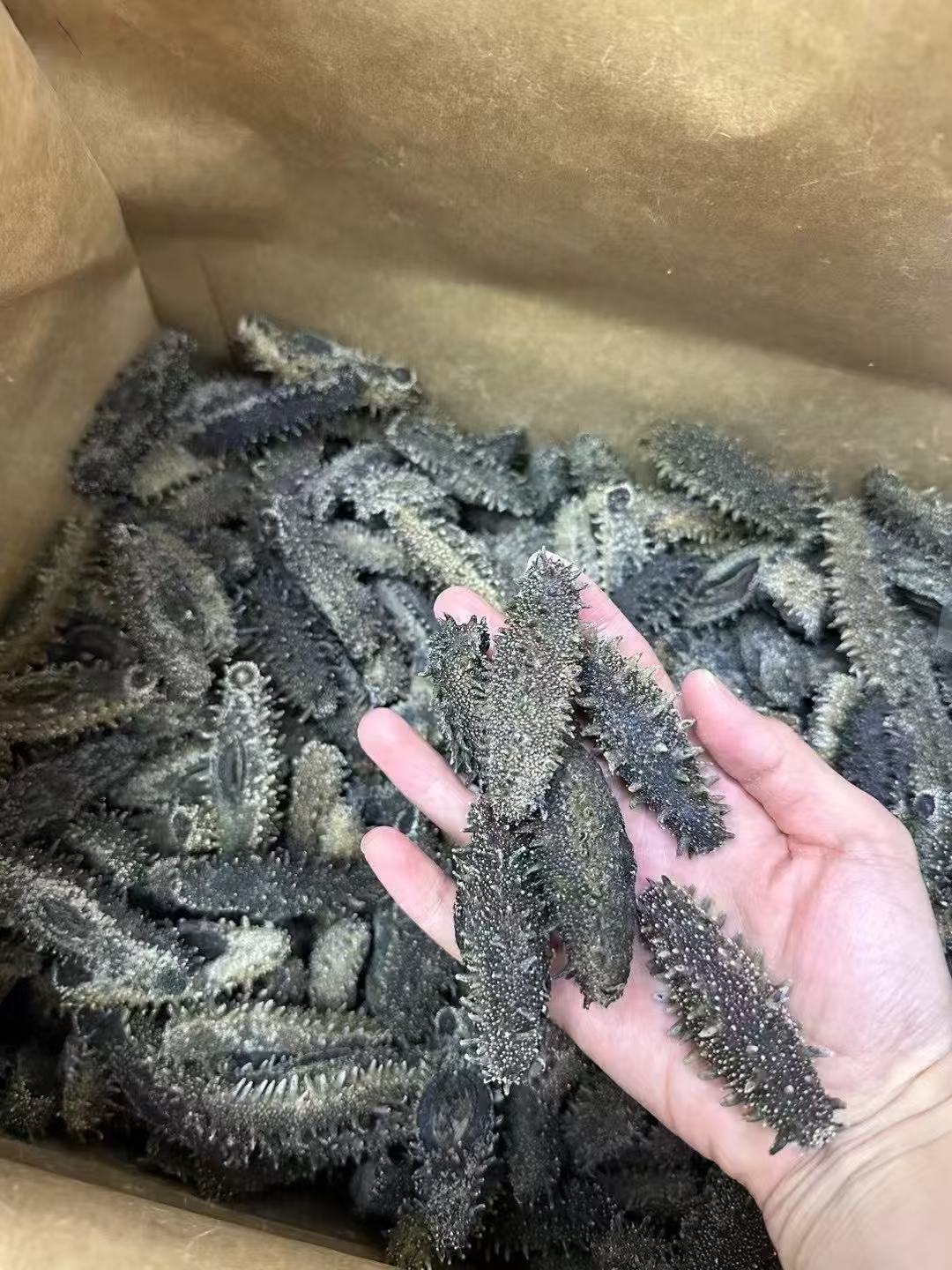 北海道 特選A級遼參 500g