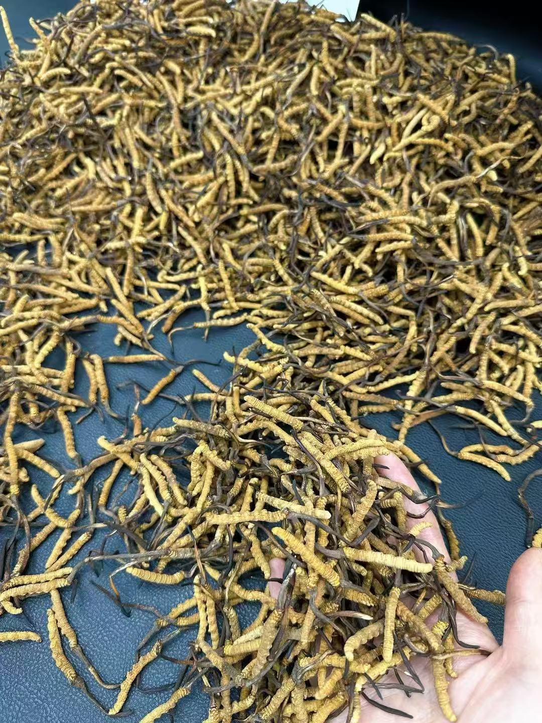 西藏那曲產地 冬蟲夏草 一兩