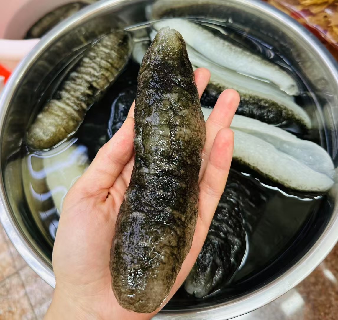 斯里蘭卡 禿參 一斤 500g