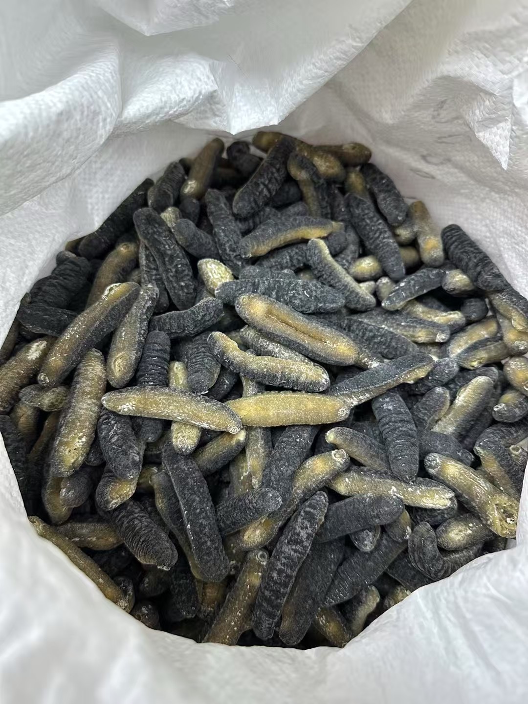斯里蘭卡 禿參 一斤 500g