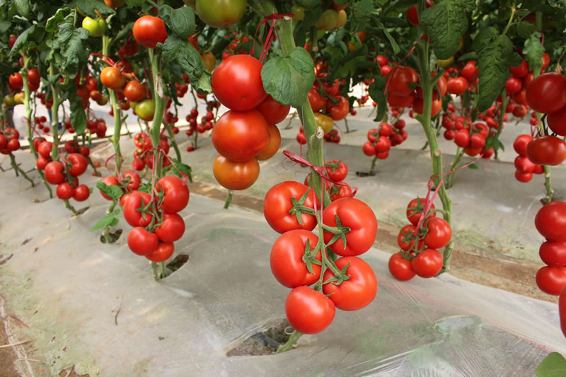 番茄品种表现