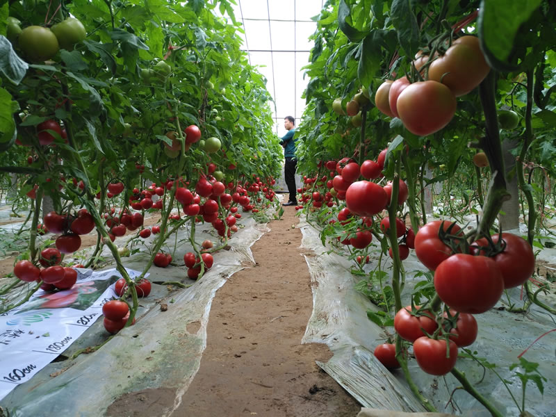 番茄品种表现