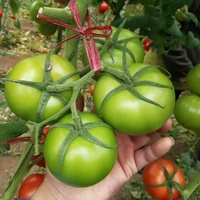 番茄膨果慢的原因及防治方法