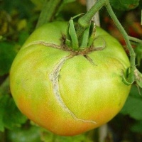 番茄裂果原因及防治技术