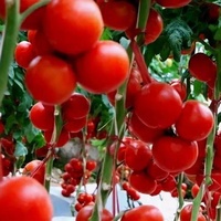 番茄的高产栽培技术