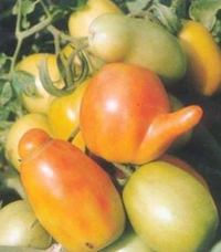 番茄畸形果的防治措施