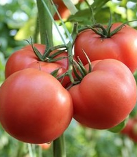 番茄转色不均原因分析