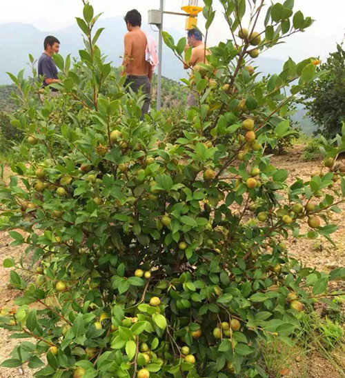 油茶籽种植基地