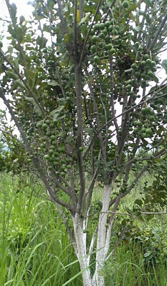 夏威夷果树