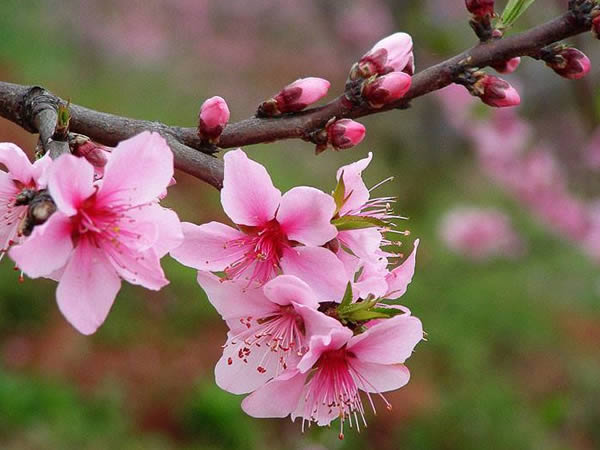 桃花