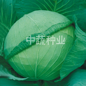 GIANT