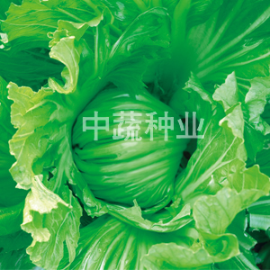 祥瑞113