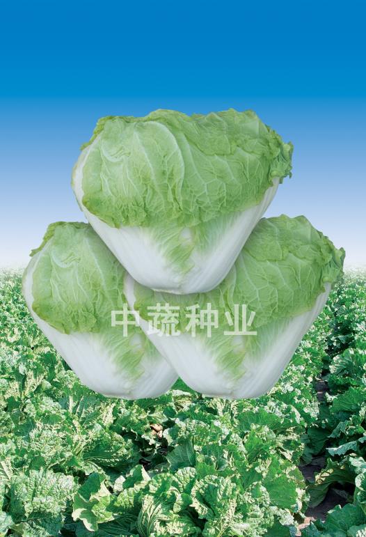 Zhongbai No.83