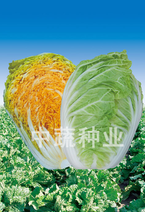 Jihong 65