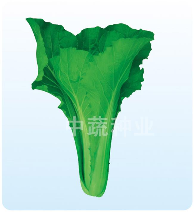 Shusheng