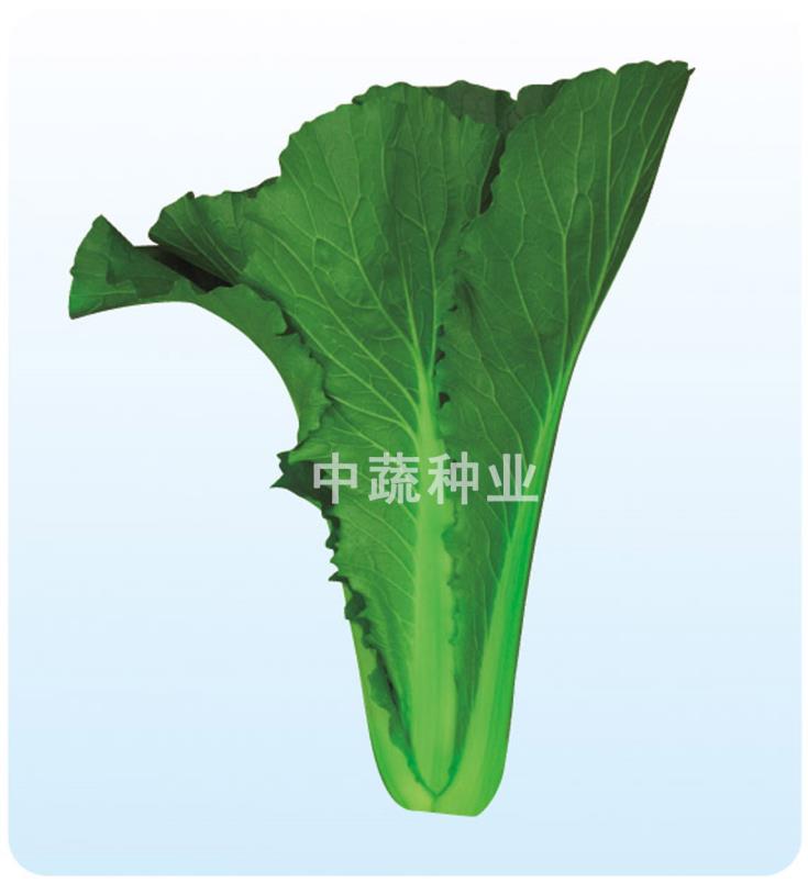 Lvbao NO.1
