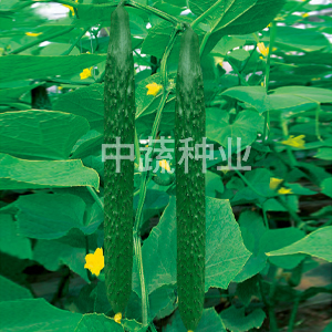 Zhongnong No.106