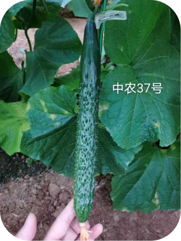 Zhonggan No.37