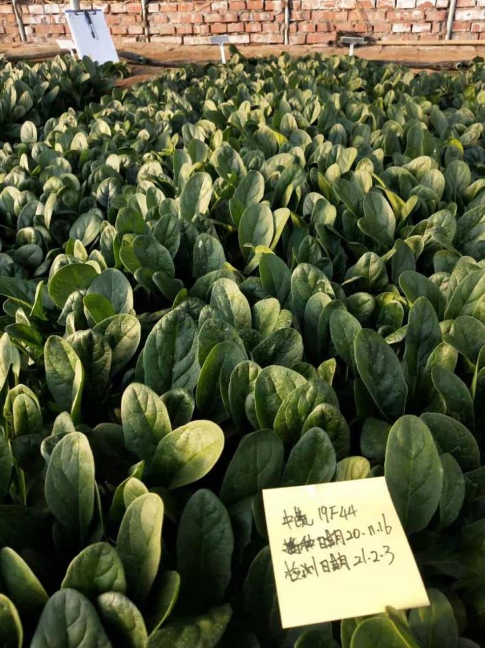 SHUBO19F44