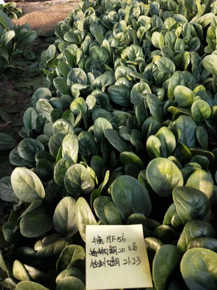 SHUBO19F56