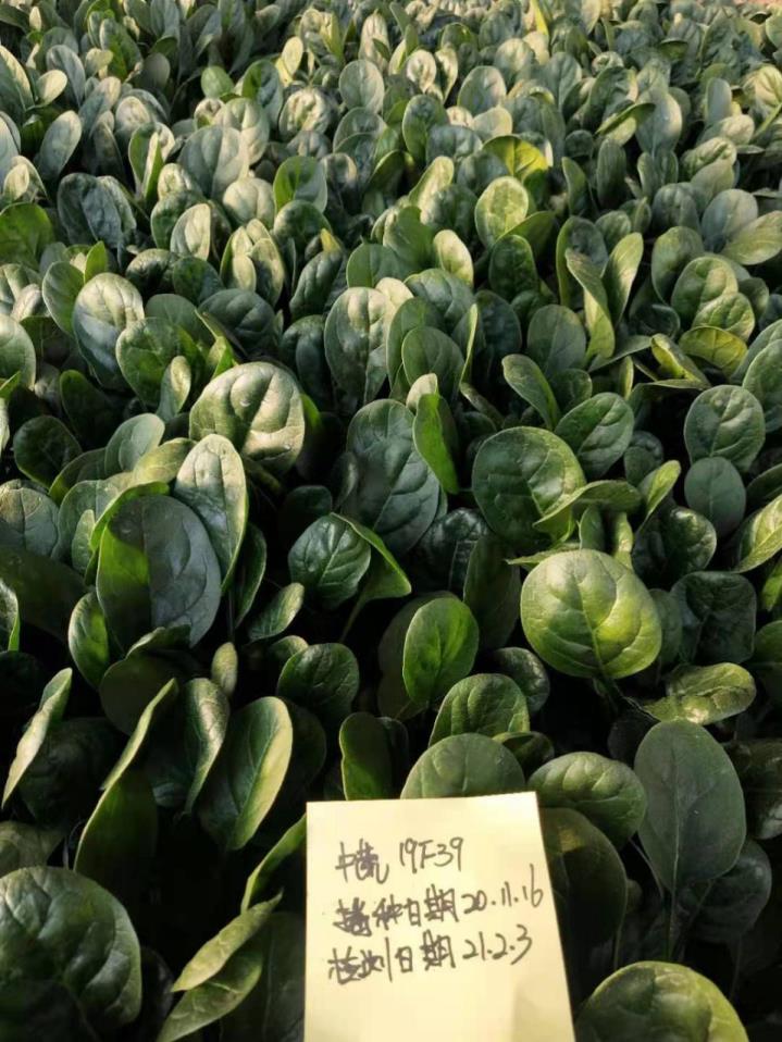 SHUBO19F39