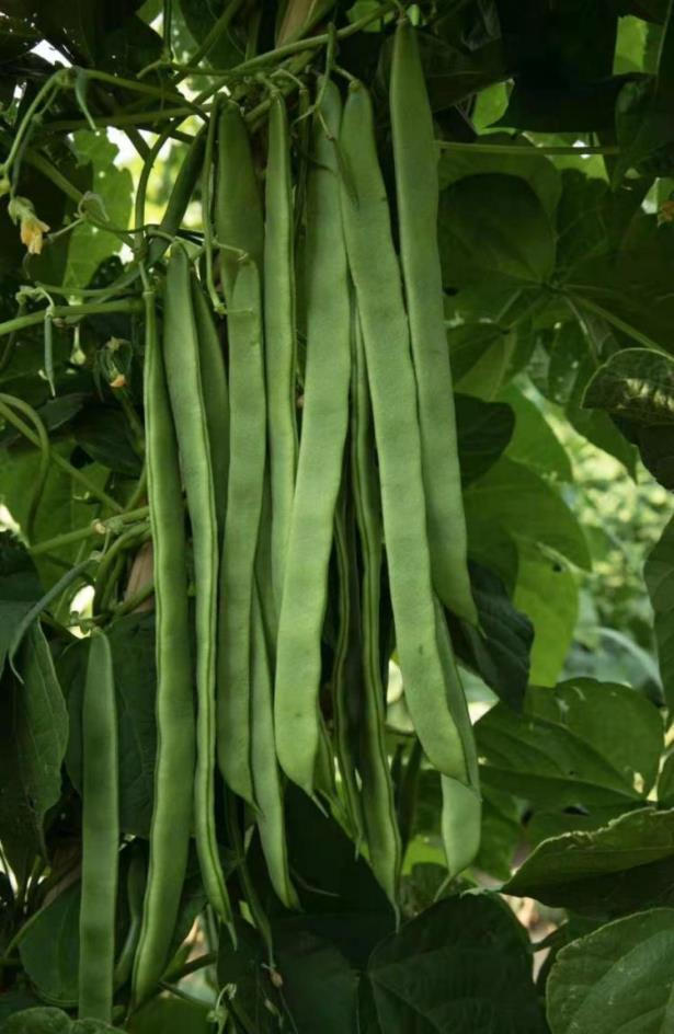 fengwang