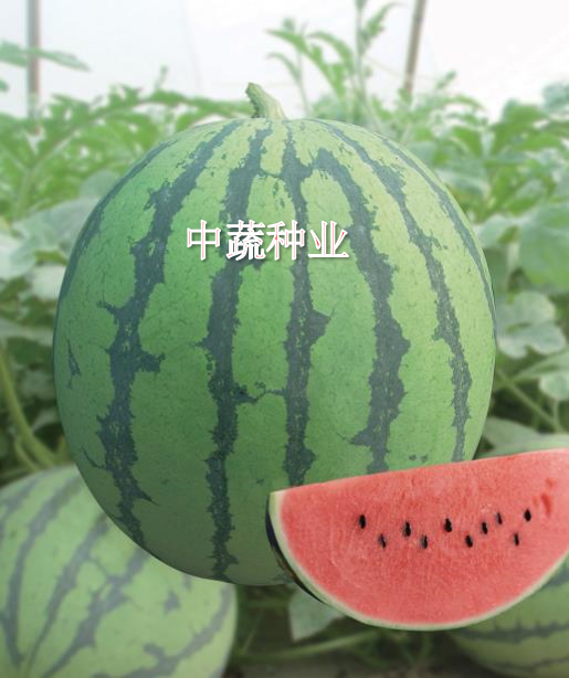 RUIHONG