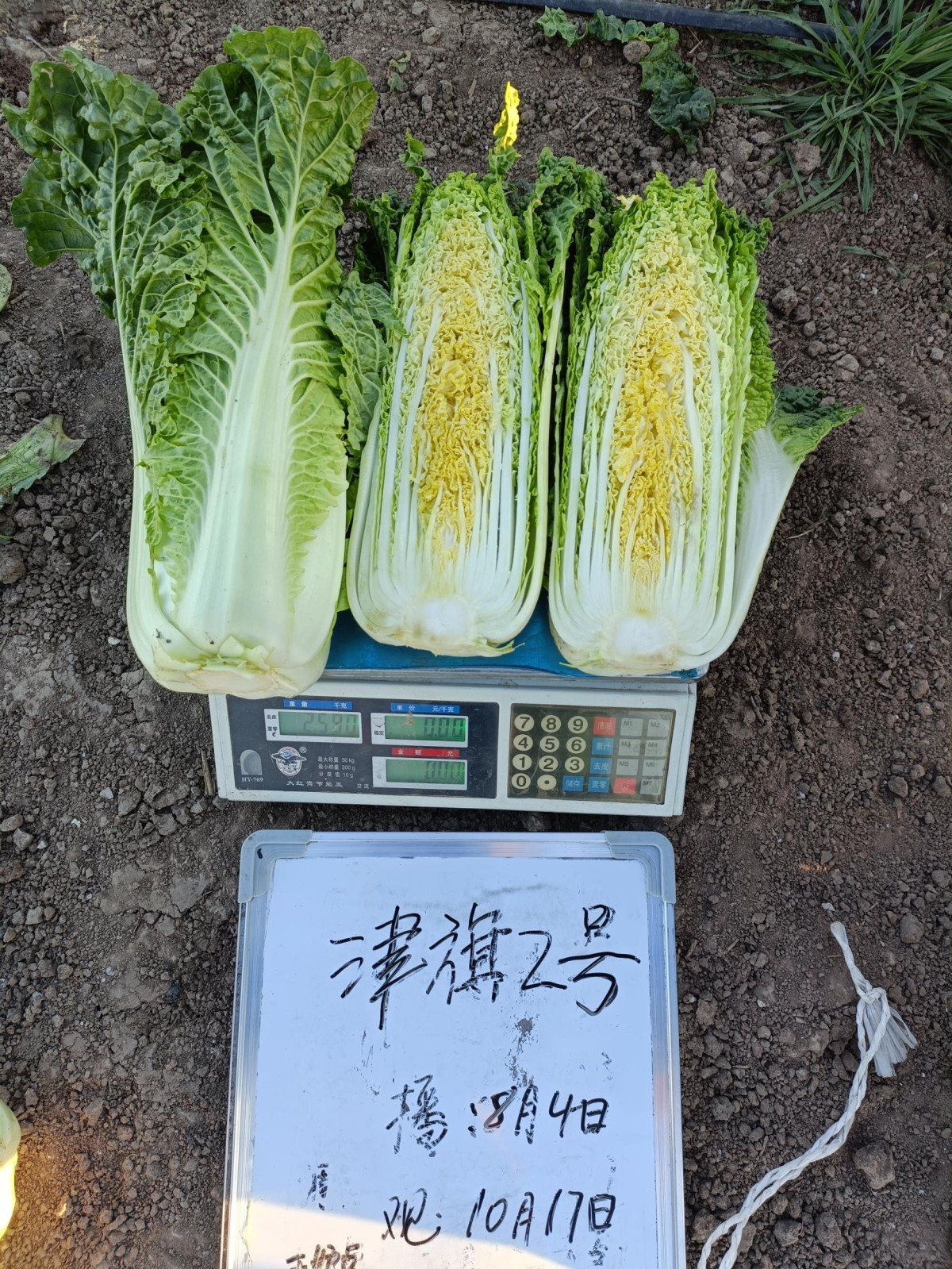 津旗2號白菜