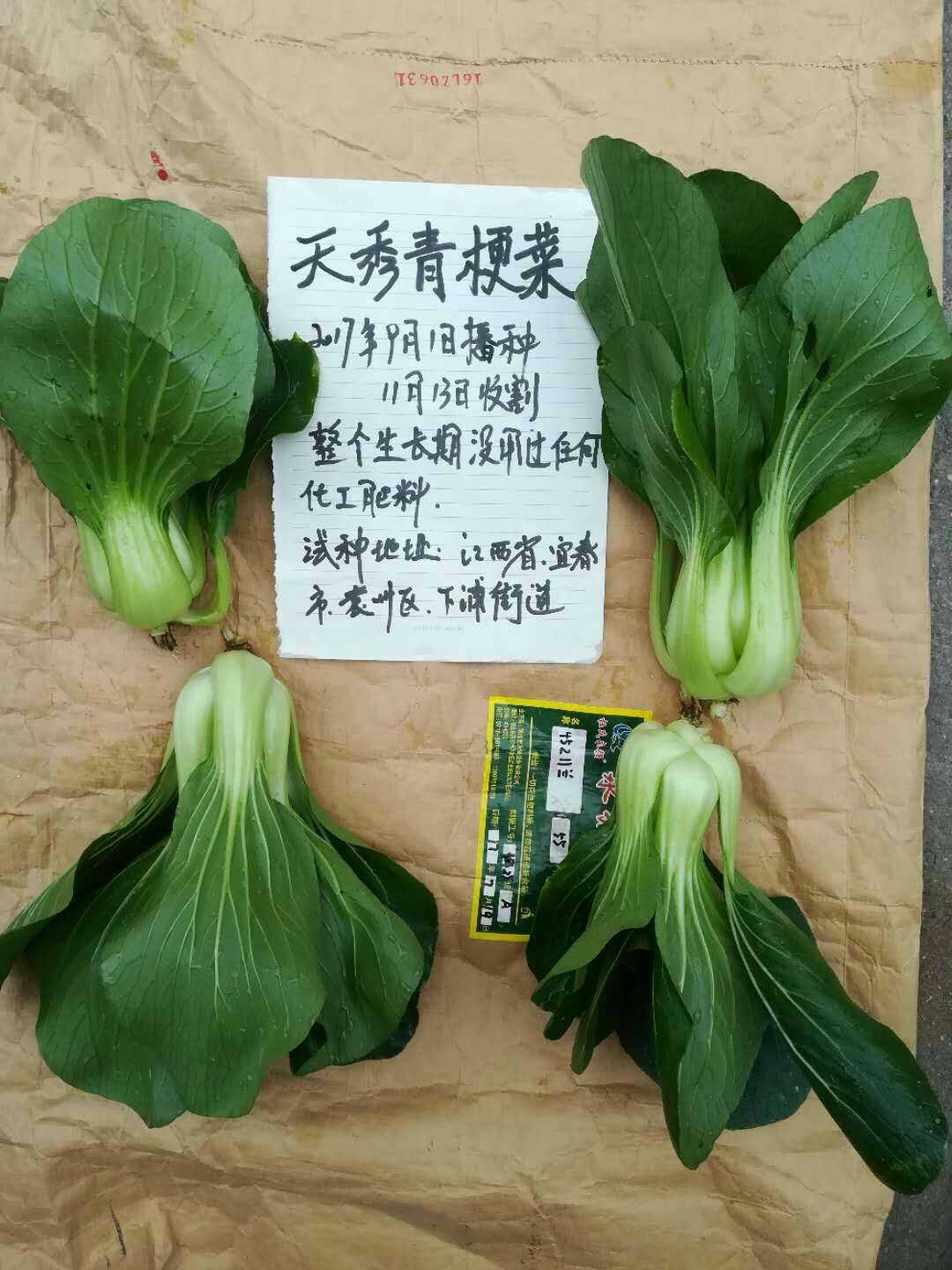 -【天津耕耘】天秀油菜/10克