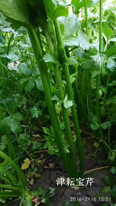 津耘宝芹