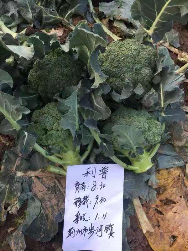 绿剑西兰花