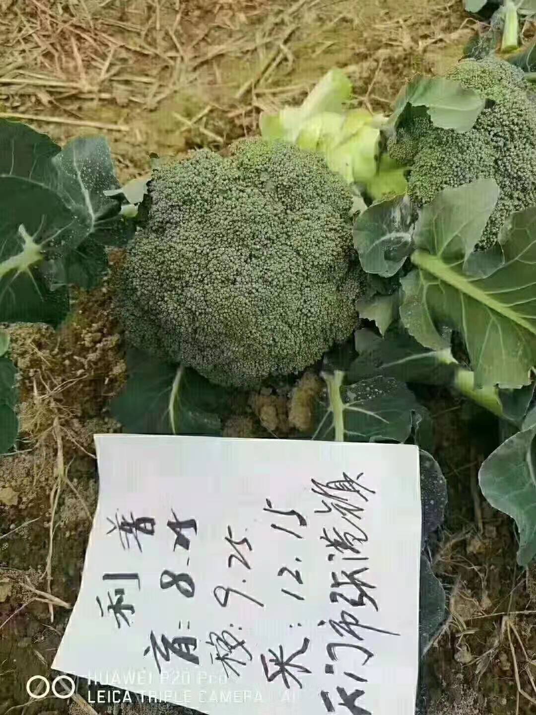 【天津耕耘】绿剑西兰花/200粒 -西兰花种子