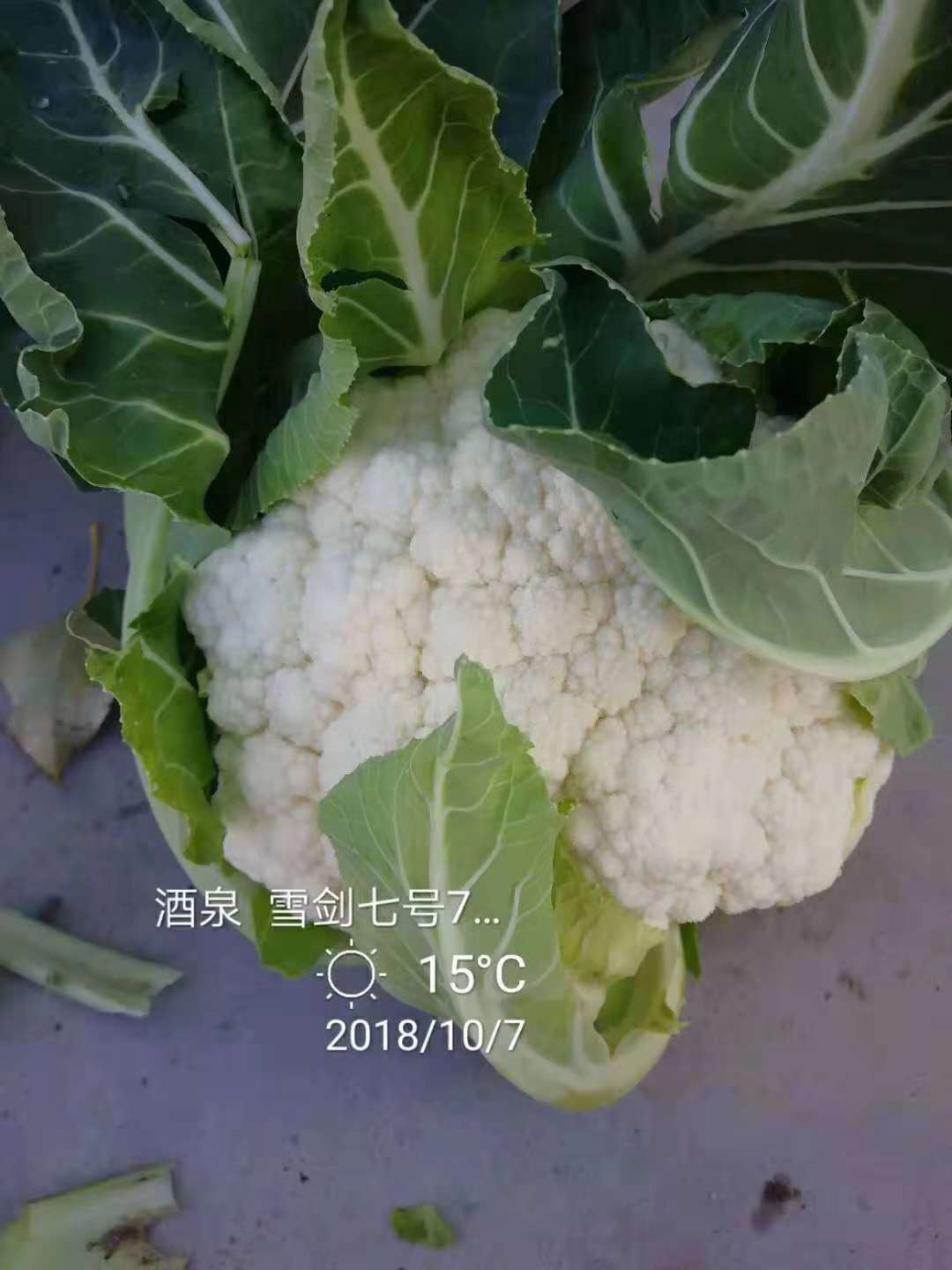 甘肅酒泉秋露地種植表現(xiàn) (1)