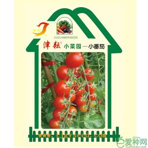 樱桃番茄小菜园