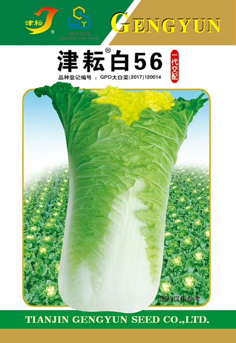 津耘白56/20克 大白菜种子