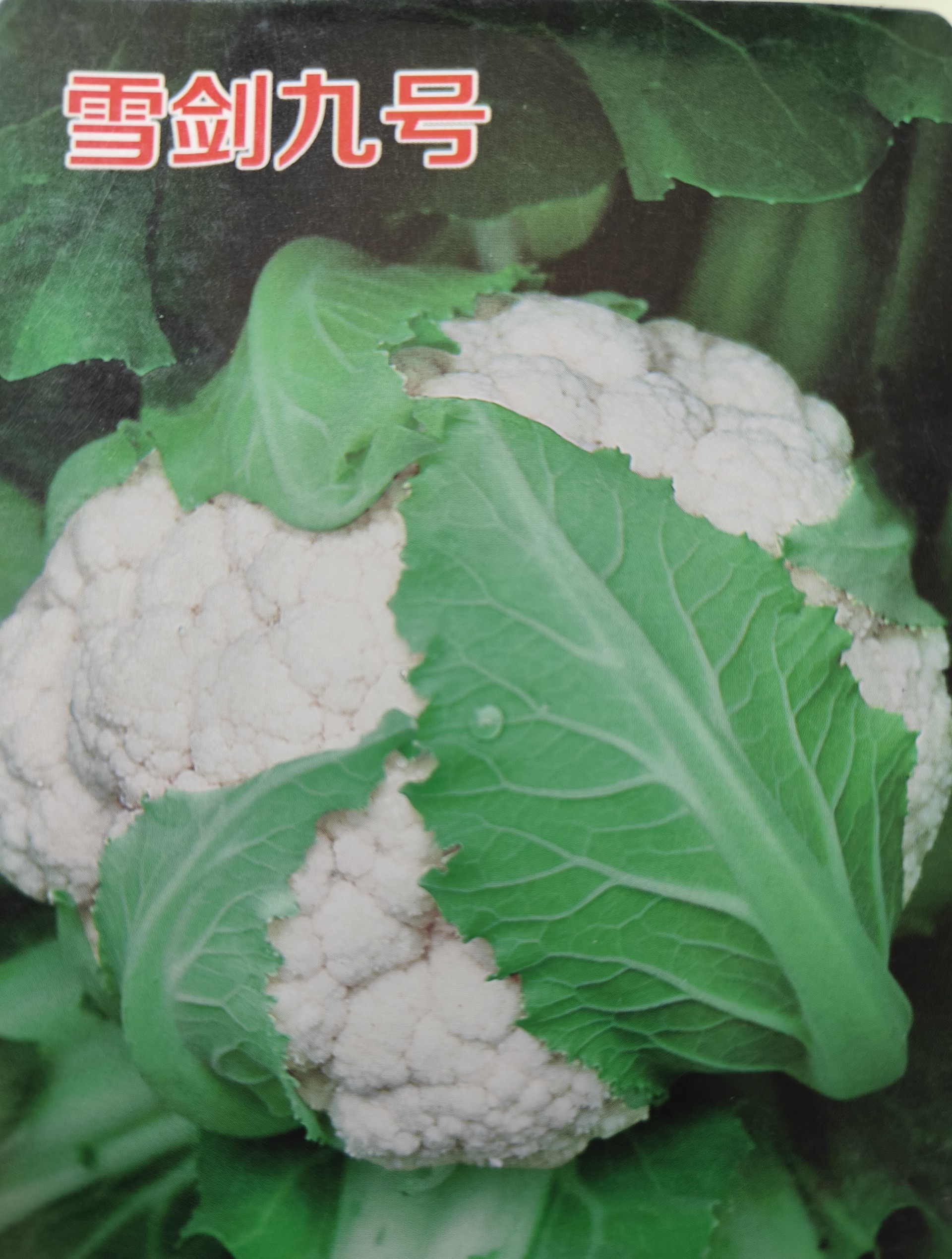 雪劍九號