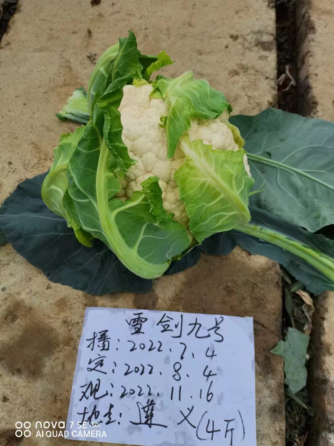 雪劍九號
